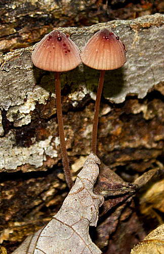 Mycena sanguinolenta